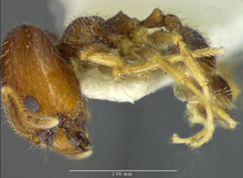 Media type: image;   Entomology 34420 Aspect: habitus lateral view